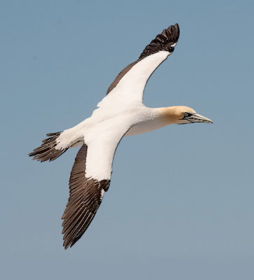 Cape Gannet