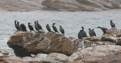 Cape Cormorants