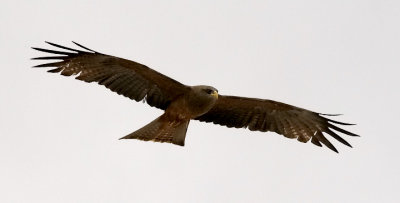 Yellow-billed Kite