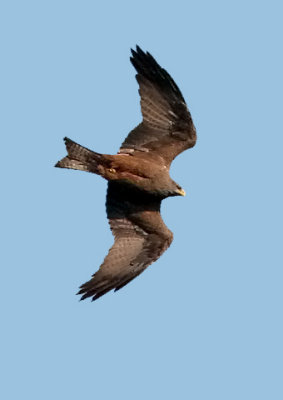 Yellow-billed Kite