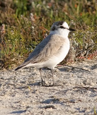 White-fronted Plover