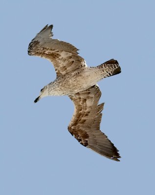 Cape Gull, 1st cycle