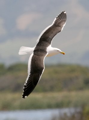 Cape Gull, adult