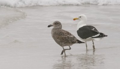 Cape Gull, 1st cycle (left) with adult