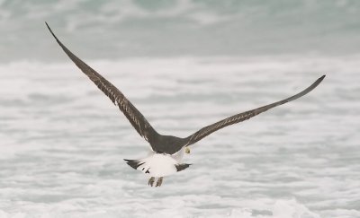Cape Gull, 3rd cycle