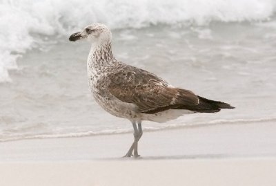 Cape Gull, 2nd cycle
