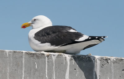 Cape Gull, adult