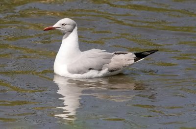 Grey-headed Gull, adult