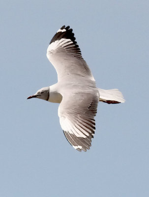 Grey-headed Gull, adult