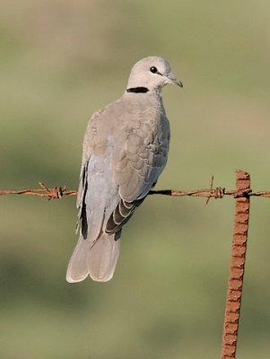 Cape Turtle-dove