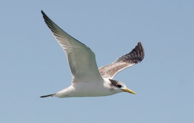 Swift Tern, basic adult