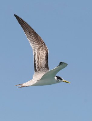 Swift Tern, basic adult