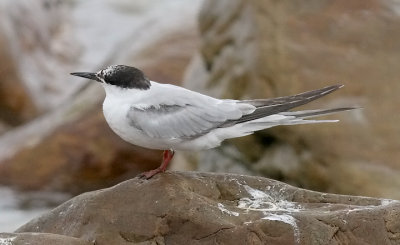 Common Tern, basic adult