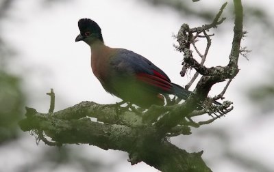 Purple-crested Turaco