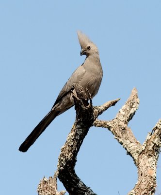 Grey Go-away-bird