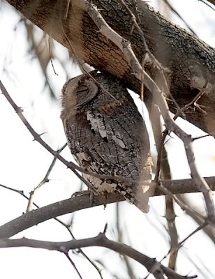 African Scops-owl