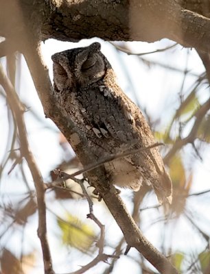 African Scops-owl