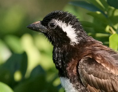 White-eared Barbet