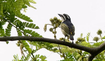 Yellow-rumped Tinkerbird