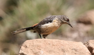 Drakensberg Rock-jumper, female