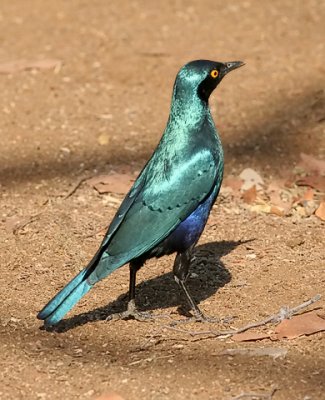 Greater Blue-eared Starling