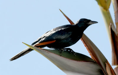 Red-winged Starling