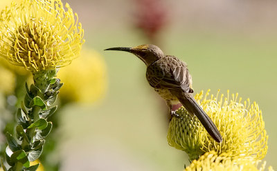 Cape Sugarbird