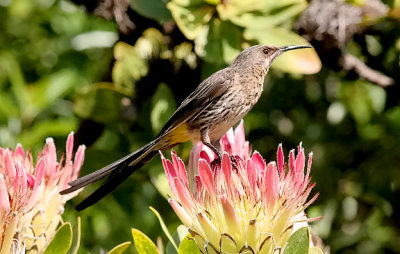 Cape Sugarbird