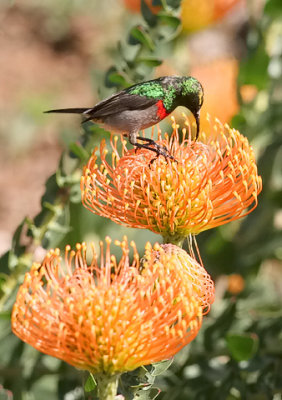 Southern Double-collared Sunbird, male