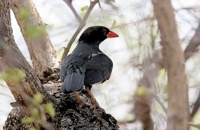 Red-billed Buffalo-weaver