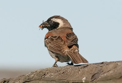 Cape Sparrow, male