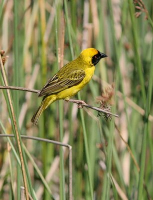 Southern Masked-weaver