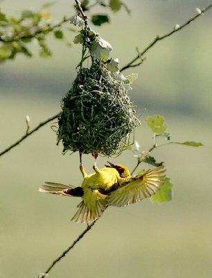 Southern Masked-weaver