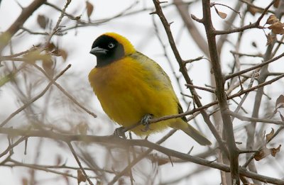 Lesser Masked-weaver