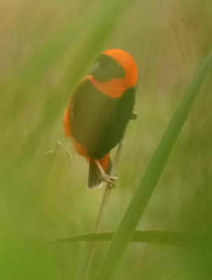 Southern Red Bishop