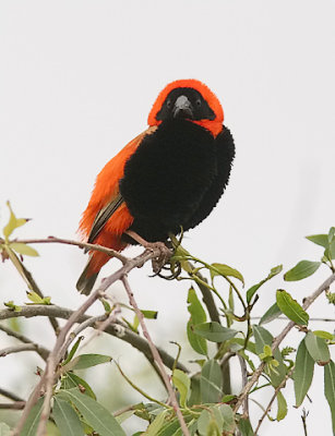 Southern Red Bishop