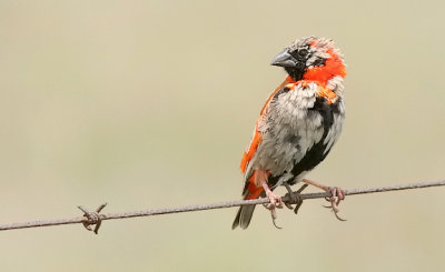 Southern Red Bishop, transitional male