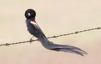 Long-tailed Widowbird