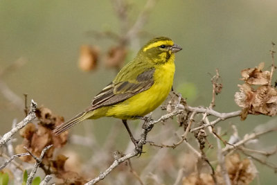 probable Yellow Canary