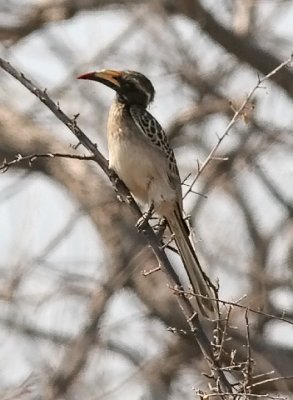 African Grey Hornbill