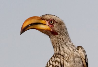Doves to Hornbills