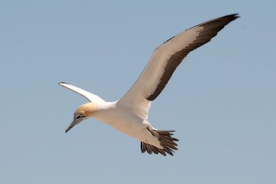 Cape Gannet