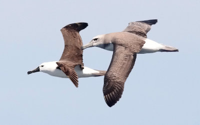 Atlantic Yellow-nosed, (left) with Salvin's (Shy) Albatross