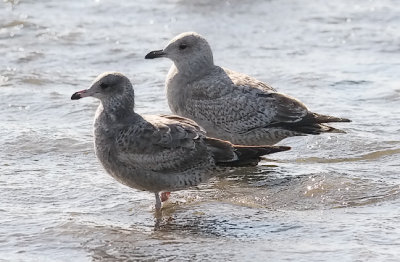 California Gull (front) with Thayer's Gull, both 1st cycle