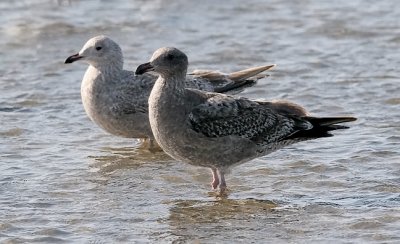 Thayer's Gull (rear) with Herring Gull, both 1st cycle