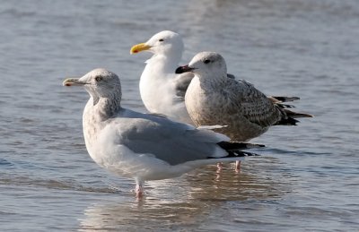 front to rear: adult Herring Gull, 1st cy Herring Gull, adult Western Gull