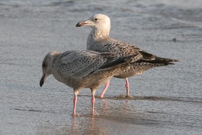 Herring Gulls, both 1st cycle