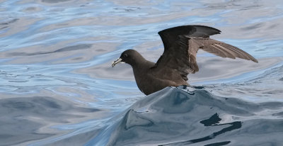 White-chinned Petrel