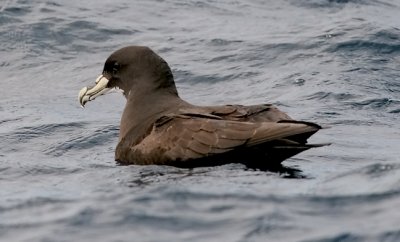 White-chinned Petrel