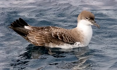 Greater Shearwater